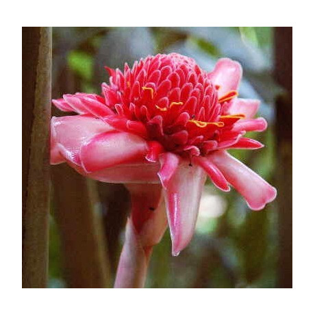 ETLINGERA elatior Pink "PinkTorch Ginger" 5 semen