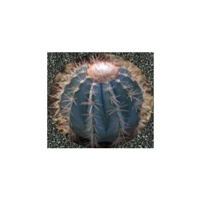 MELOCACTUS azureus 10 semen 