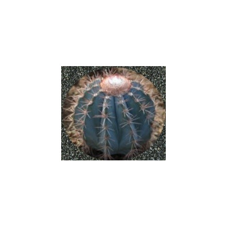 MELOCACTUS azureus 10 semen 