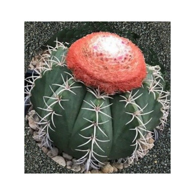 MELOCACTUS matanzanus 10 semen
