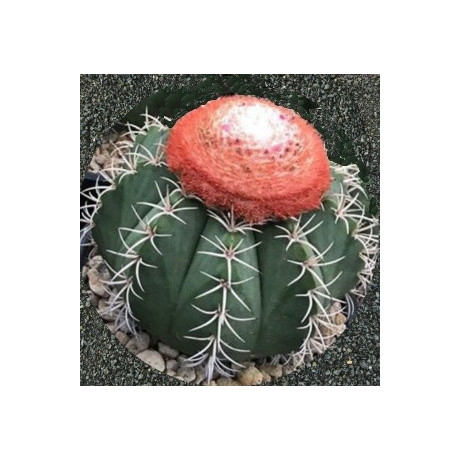 MELOCACTUS matanzanus 10 semen