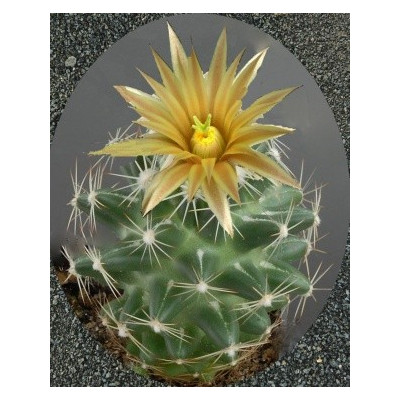 NEOBESSEYA wissmannii (Escobaria wissmannii) 10 semen  