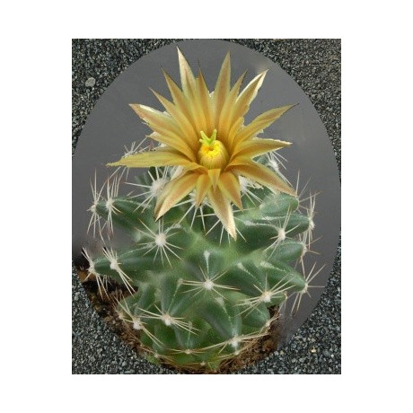 NEOBESSEYA wissmannii (Escobaria wissmannii) 10 semen  