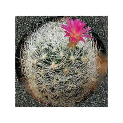 NEOPORTERIA senilis 10 semen