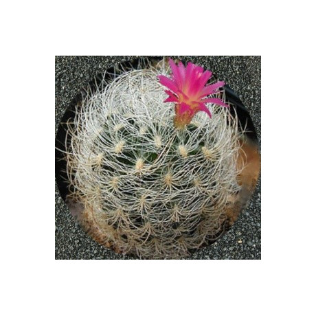 NEOPORTERIA senilis 10 semen