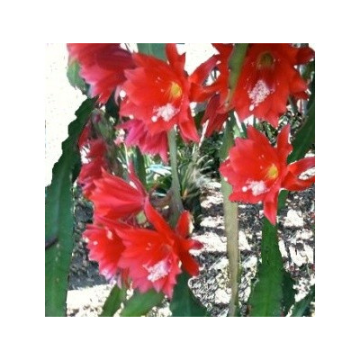 NOPALXOCHIA ackermanni (Disocactus) 10 semen