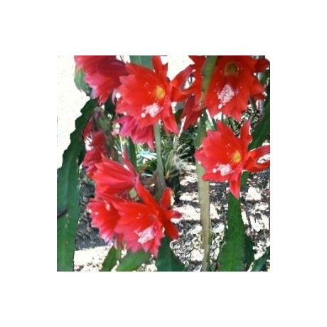 NOPALXOCHIA ackermanni (Disocactus) 10 semen