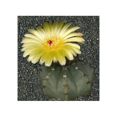 NOTOCACTUS acutus 10 semen