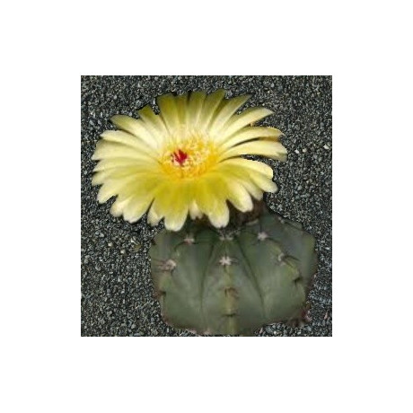 NOTOCACTUS acutus 10 semen