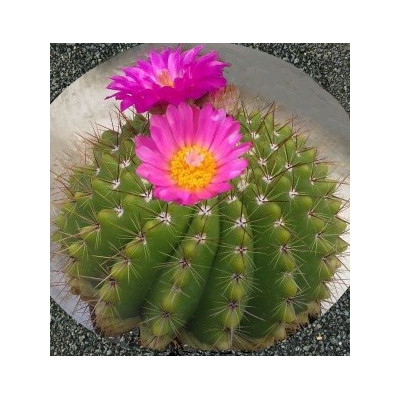 NOTOCACTUS herteri 10 semen