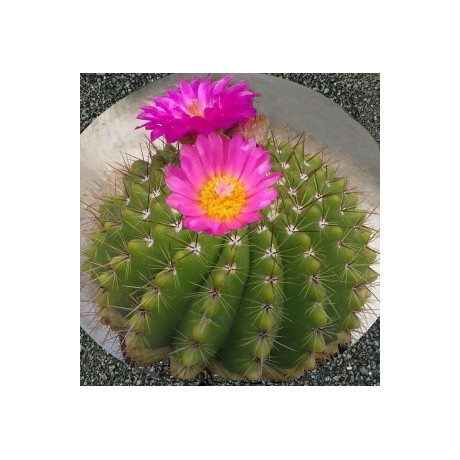 NOTOCACTUS herteri 10 semen