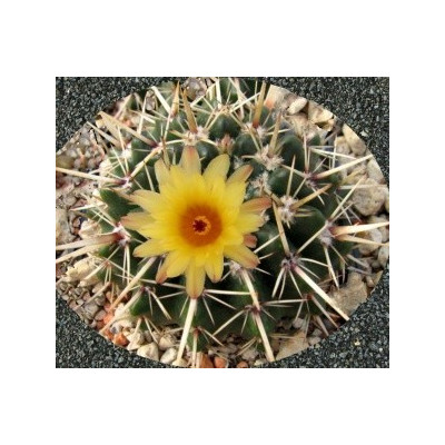 NOTOCACTUS submammulosus 15 semen