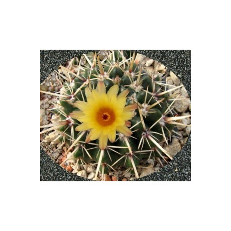 NOTOCACTUS submammulosus 15 semen