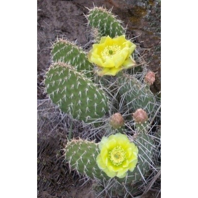 OPUNTIA polyacantha 10 semen