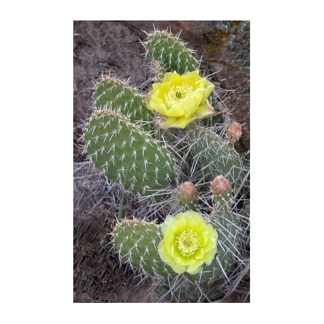 OPUNTIA polyacantha 10 semen