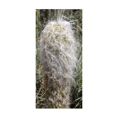 OREOCEREUS celsianus 15 semen