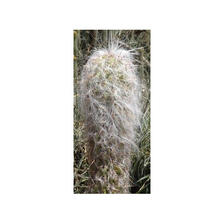 OREOCEREUS celsianus 15 semen