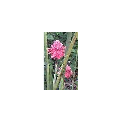 ETLINGERA venusta "Rose Torch Ginger" 3 semena