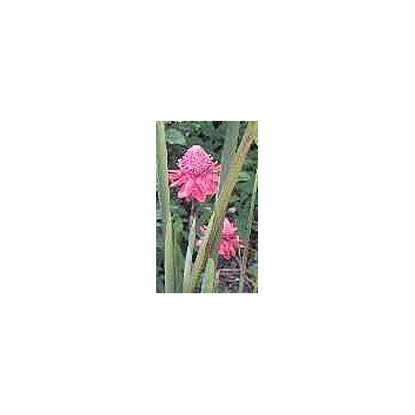 ETLINGERA venusta "Rose Torch Ginger" 3 semena