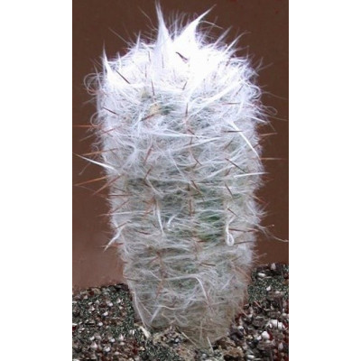 OREOCEREUS trollii 15 semen