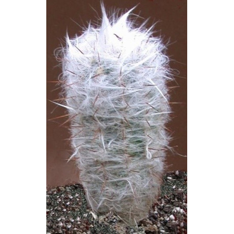 OREOCEREUS trollii 15 semen