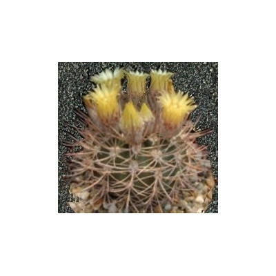 PYRRHOCACTUS umadeave 10 semen