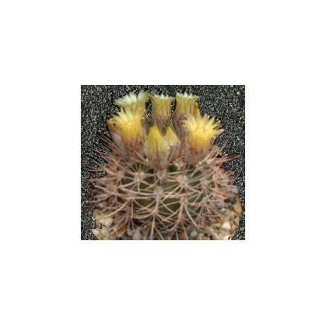 PYRRHOCACTUS umadeave 10 semen