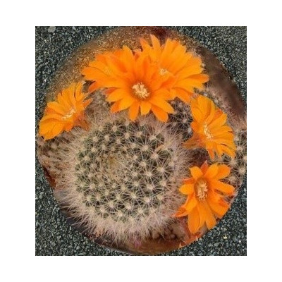REBUTIA flavistyla 15 semen