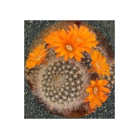 REBUTIA flavistyla 15 semen