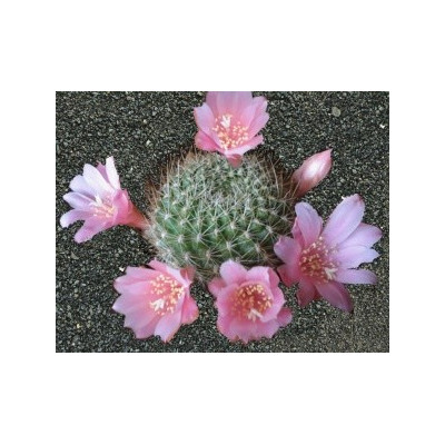 REBUTIA kariusiana 10 semen