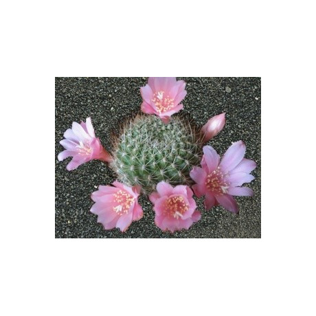 REBUTIA kariusiana 10 semen