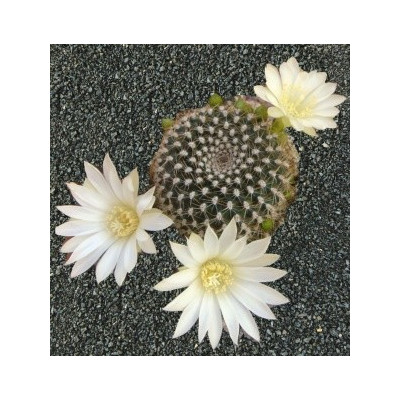 REBUTIA krainziana v. albiflora 10 semen