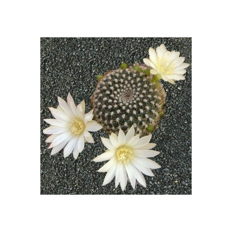 REBUTIA krainziana v. albiflora 10 semen