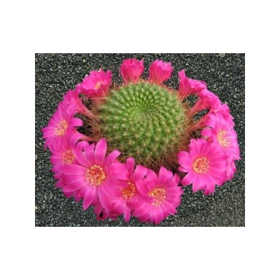 REBUTIA minuscula v violaciflora 15 semen