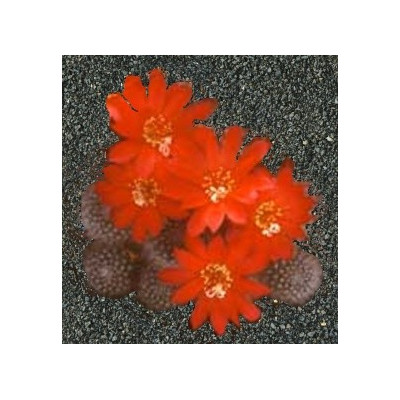 REBUTIA senilis v. aurescens 30 semen