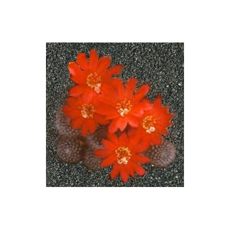 REBUTIA senilis v. aurescens 30 semen