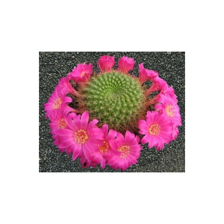 REBUTIA violaciflora 20 semen