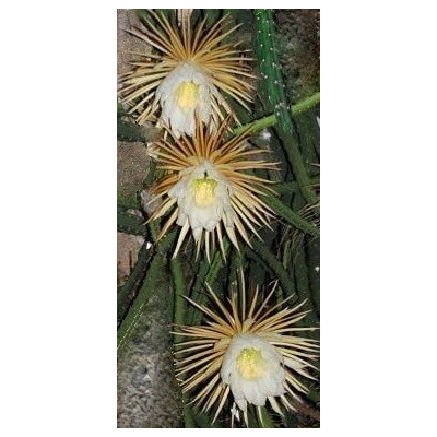 SELENICEREUS grandiflorus 15 semen