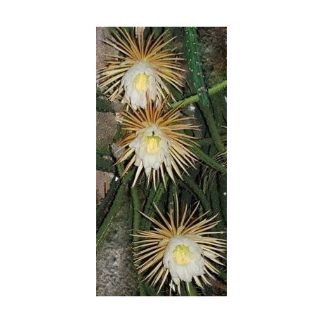 SELENICEREUS grandiflorus 15 semen