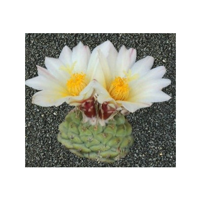 STROMBOCACTUS disciformis 10 semen