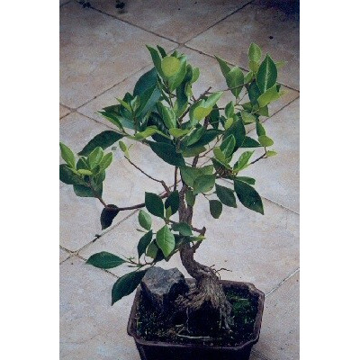 FICUS bengaliensis "Banyan Tree" 30 semen