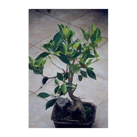 FICUS bengaliensis "Banyan Tree" 30 semen