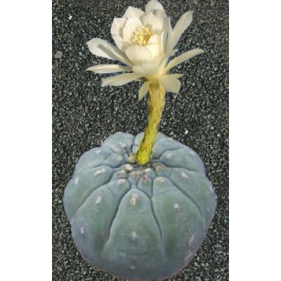 SUBMATUCANA madisoniorum var. albiflora 6 semen