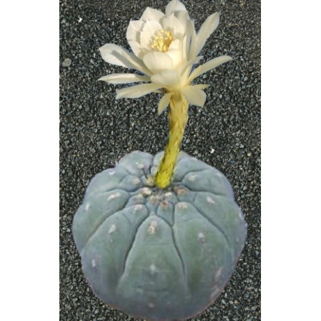 SUBMATUCANA madisoniorum var. albiflora 6 semen