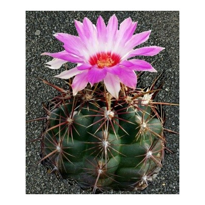 THELOCACTUS bicolor 10 semen