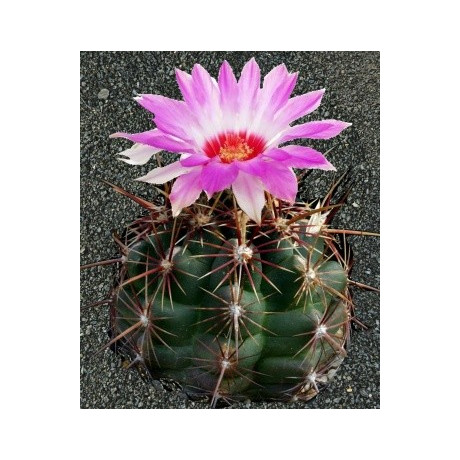 THELOCACTUS bicolor 10 semen