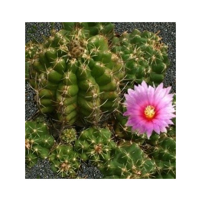 THELOCACTUS leucacanthus var. ehrenbergii 15 semen