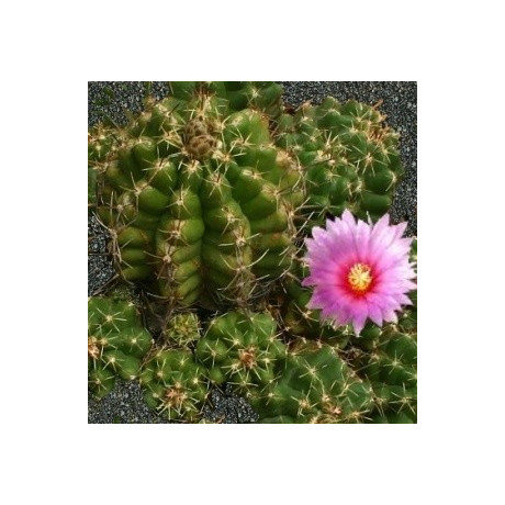 THELOCACTUS leucacanthus var. ehrenbergii 15 semen