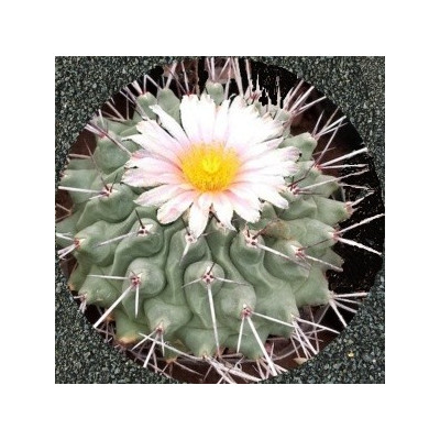 THELOCACTUS rinconensis 10 semen