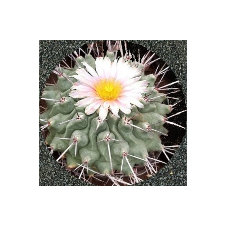THELOCACTUS rinconensis 10 semen